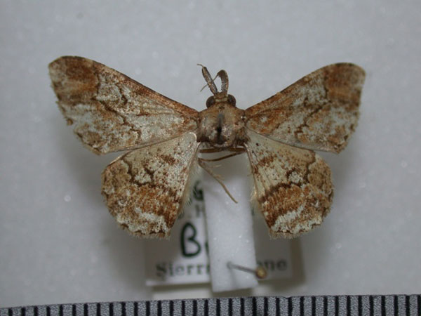 /filer/webapps/moths/media/images/M/melancheima_Colocleora_A_Revell.jpg