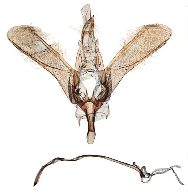 /filer/webapps/moths/media/images/M/melanephos_Yponomeuta_GMPT_TMSA_17267.jpg