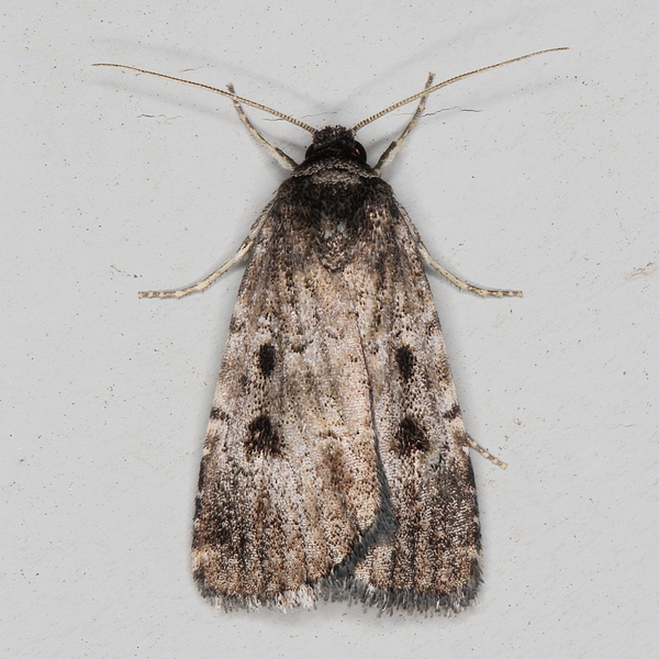 /filer/webapps/moths/media/images/M/melanephra_Athetis_A_Heyns_01.JPG
