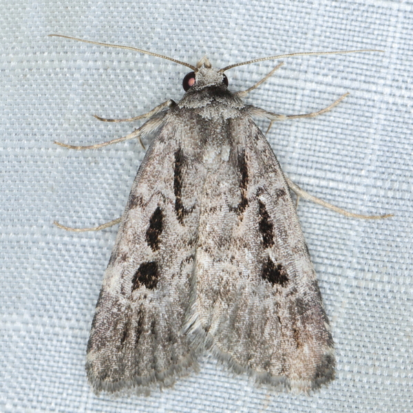 /filer/webapps/moths/media/images/M/melanephra_Athetis_A_Heyns_01_p01j9aJ.JPG