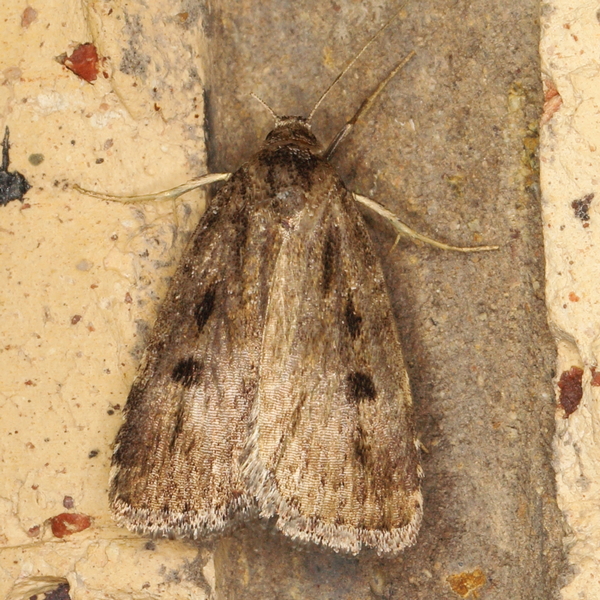 /filer/webapps/moths/media/images/M/melanephra_Athetis_A_Heyns_02.JPG