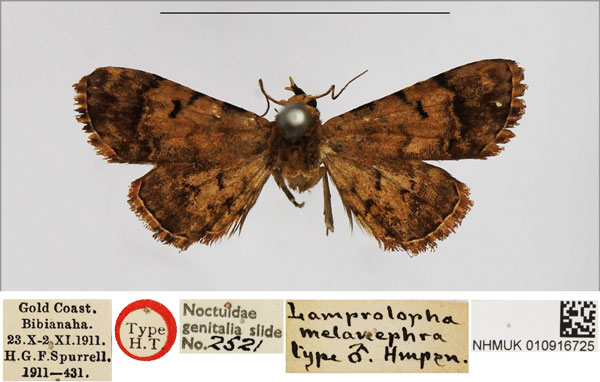 /filer/webapps/moths/media/images/M/melanephra_Lamprolopha_HT_NHMUK.jpg