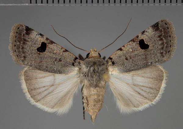 /filer/webapps/moths/media/images/M/melanephra_Lycophotia_AF_Fiebig.jpg