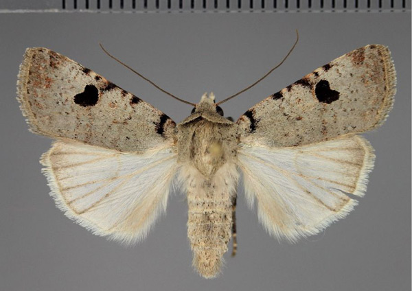 /filer/webapps/moths/media/images/M/melanephra_Lycophotia_AM_Fiebig.jpg