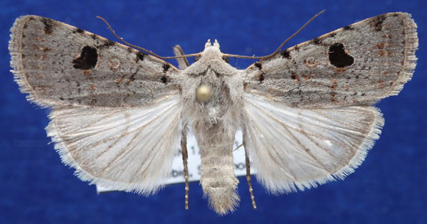 /filer/webapps/moths/media/images/M/melanephra_Lycophotia_AM_Schellhorn.jpg