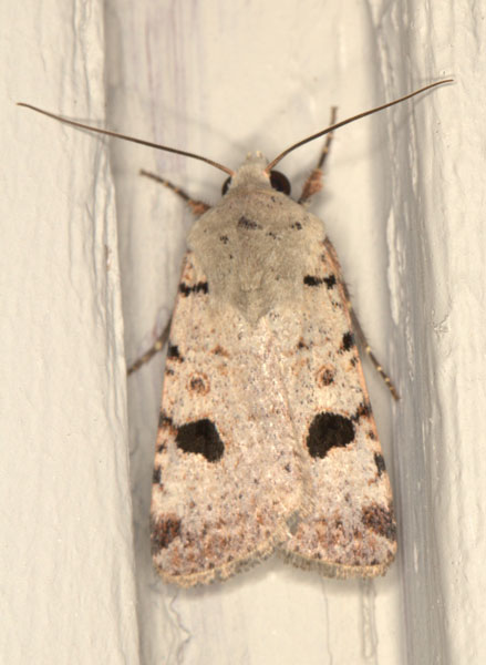 /filer/webapps/moths/media/images/M/melanephra_Lycophotia_A_Heyns_01.jpg