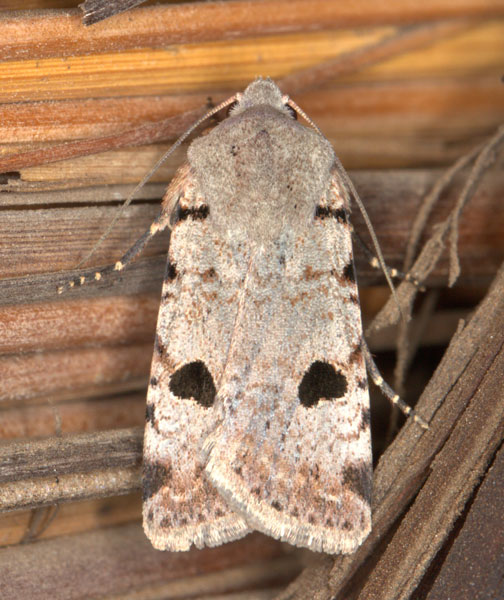 /filer/webapps/moths/media/images/M/melanephra_Lycophotia_A_Heyns_02.jpg