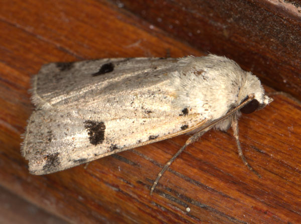 /filer/webapps/moths/media/images/M/melanephra_Lycophotia_A_Heyns_03.jpg