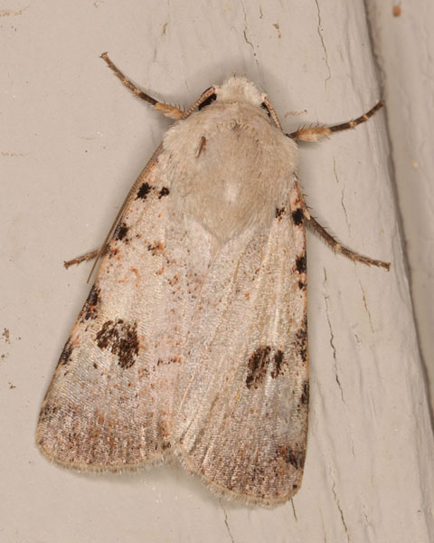 /filer/webapps/moths/media/images/M/melanephra_Lycophotia_A_Heyns_04.jpg