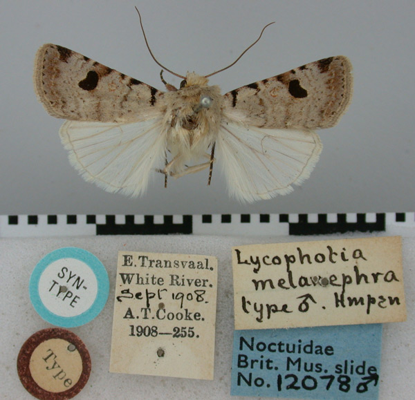/filer/webapps/moths/media/images/M/melanephra_Lycophotia_ST_BMNH.jpg