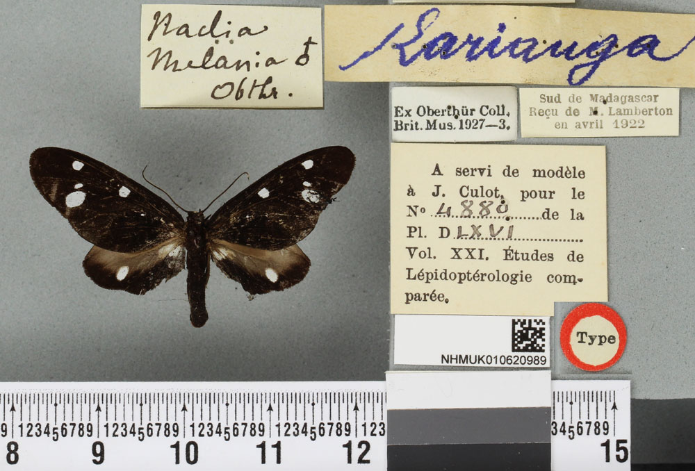 /filer/webapps/moths/media/images/M/melania_Tritonaclia_HT_BMNHa.jpg