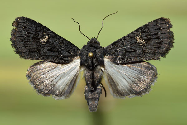 /filer/webapps/moths/media/images/M/melanica_Hypoplexia_A_Butler.jpg