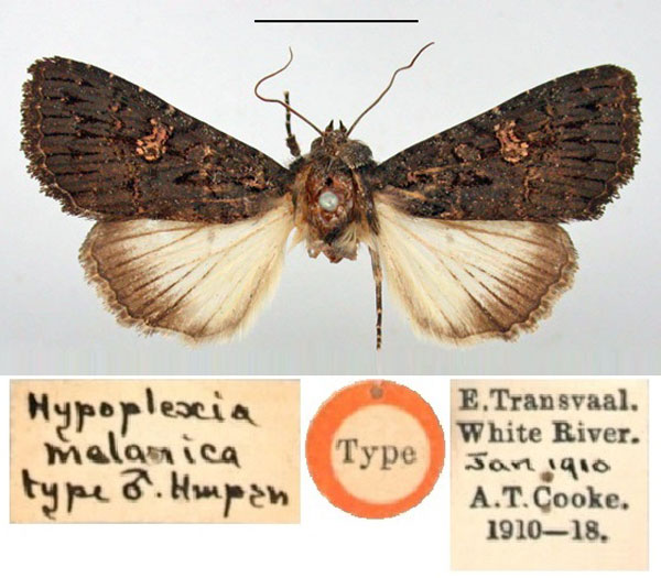 /filer/webapps/moths/media/images/M/melanica_Hypoplexia_HT_BMNH.jpg