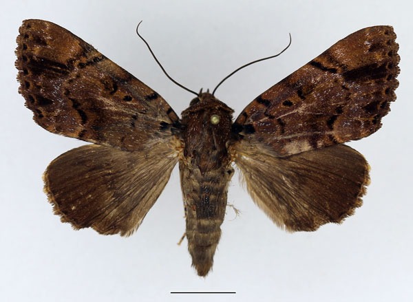 /filer/webapps/moths/media/images/M/melanis_Pseudoarcte_AF_Basquin.jpg
