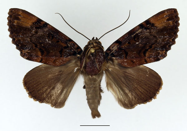 /filer/webapps/moths/media/images/M/melanis_Pseudoarcte_AM_Basquin.jpg