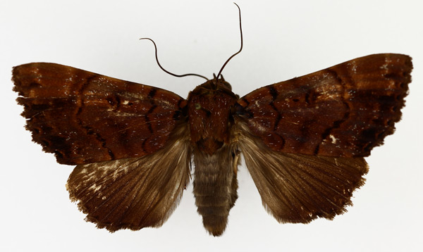 /filer/webapps/moths/media/images/M/melanis_Pseudoarcte_AM_TMSA_01.jpg