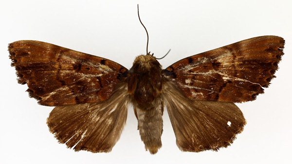 /filer/webapps/moths/media/images/M/melanis_Pseudoarcte_AM_TMSA_02.jpg