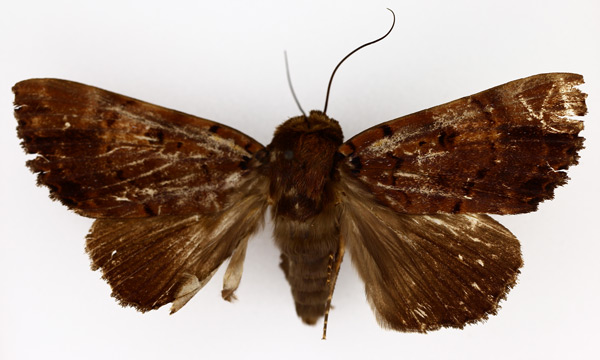 /filer/webapps/moths/media/images/M/melanis_Pseudoarcte_AM_TMSA_03.jpg