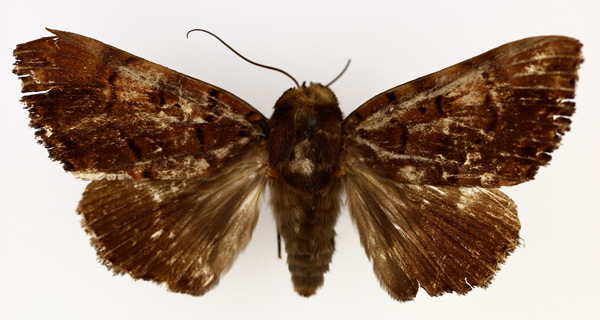 /filer/webapps/moths/media/images/M/melanis_Pseudoarcte_AM_TMSA_04.jpg