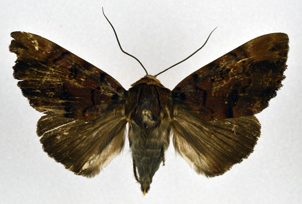 /filer/webapps/moths/media/images/M/melanis_Pseudoarcte_A_NHMO.jpg