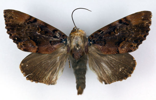 /filer/webapps/moths/media/images/M/melanis_Pseudoarcte_A_RMCA_02.jpg