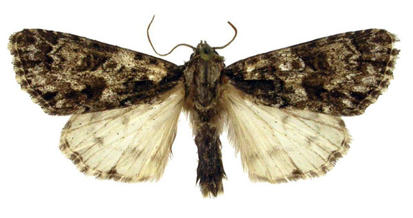 /filer/webapps/moths/media/images/M/melanisans_Berionycta_HT_BMNH.jpg