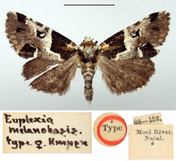 /filer/webapps/moths/media/images/M/melanobasis_Euplexia_HT_BMNH.jpg