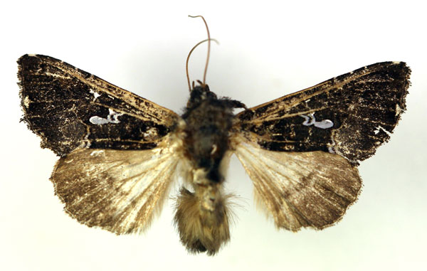 /filer/webapps/moths/media/images/M/melanocephala_Plusia_AM_RMCA.jpg