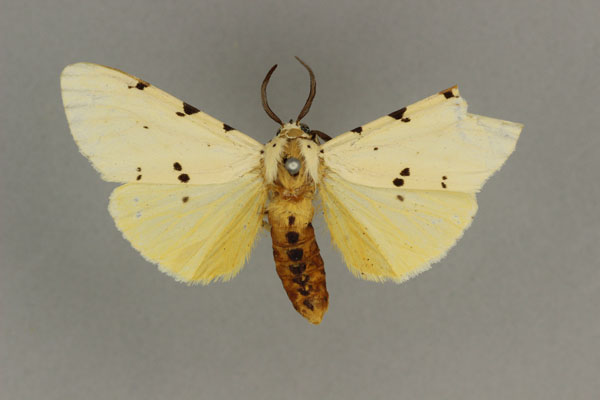 /filer/webapps/moths/media/images/M/melanocera_Eyralpenus_HT_BMNH.jpg