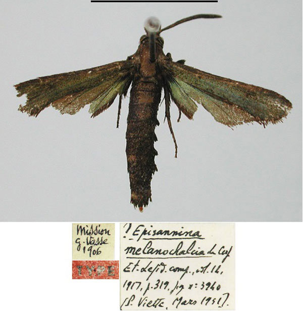 /filer/webapps/moths/media/images/M/melanochalcia_Episannina_HT_MNHN.jpg