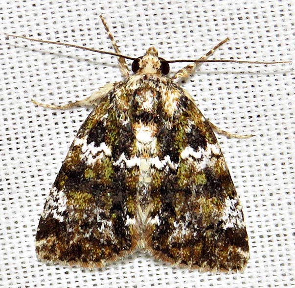 /filer/webapps/moths/media/images/M/melanochlora_Iambia_A_Braun_06.jpg
