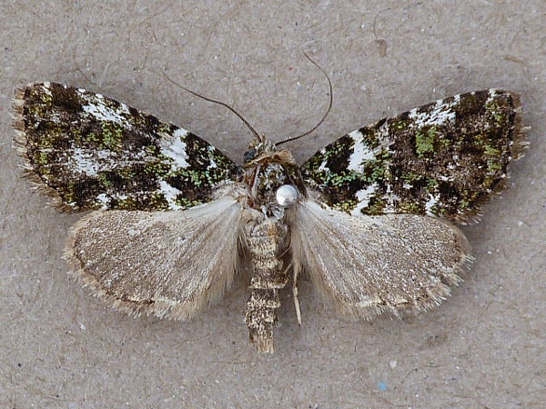 /filer/webapps/moths/media/images/M/melanochlora_Iambia_A_Butler.jpg