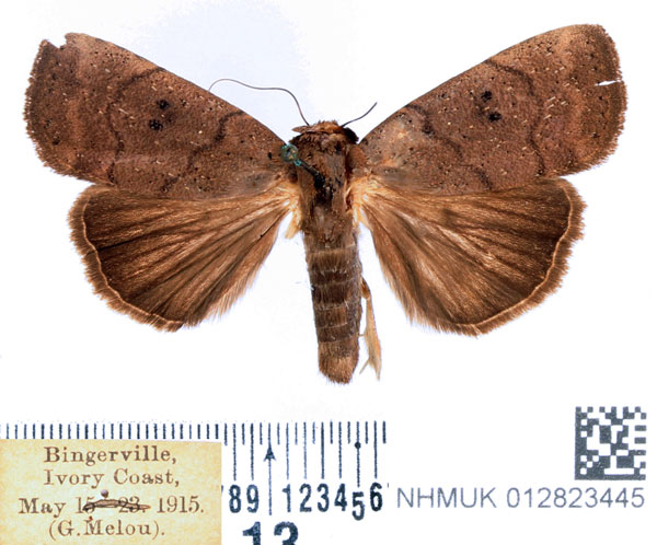 /filer/webapps/moths/media/images/M/melanocleis_Exophyla_AM_BMNH.jpg