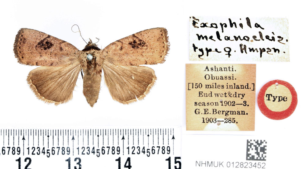 /filer/webapps/moths/media/images/M/melanocleis_Exophyla_AT_BMNH.jpg