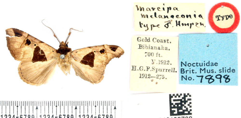 /filer/webapps/moths/media/images/M/melanoconia_Marcipa_LT_BMNH.jpg