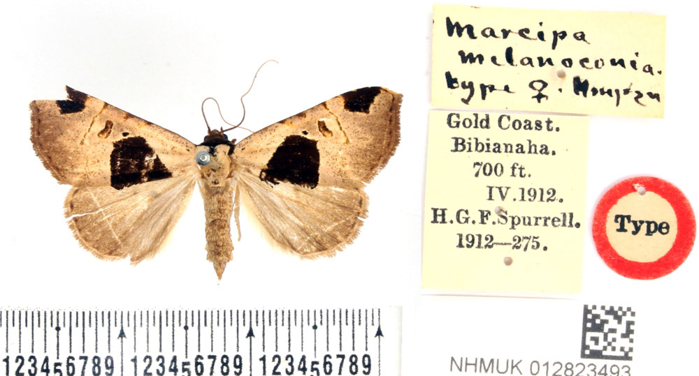 /filer/webapps/moths/media/images/M/melanoconia_Marcipa_PLT_BMNH.jpg