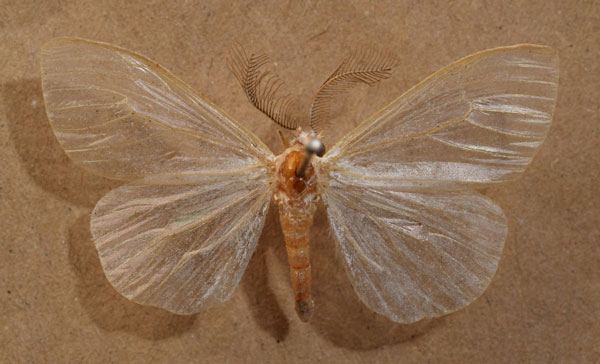 /filer/webapps/moths/media/images/M/melanocraspis_Marblepsis_AM_Butler.jpg