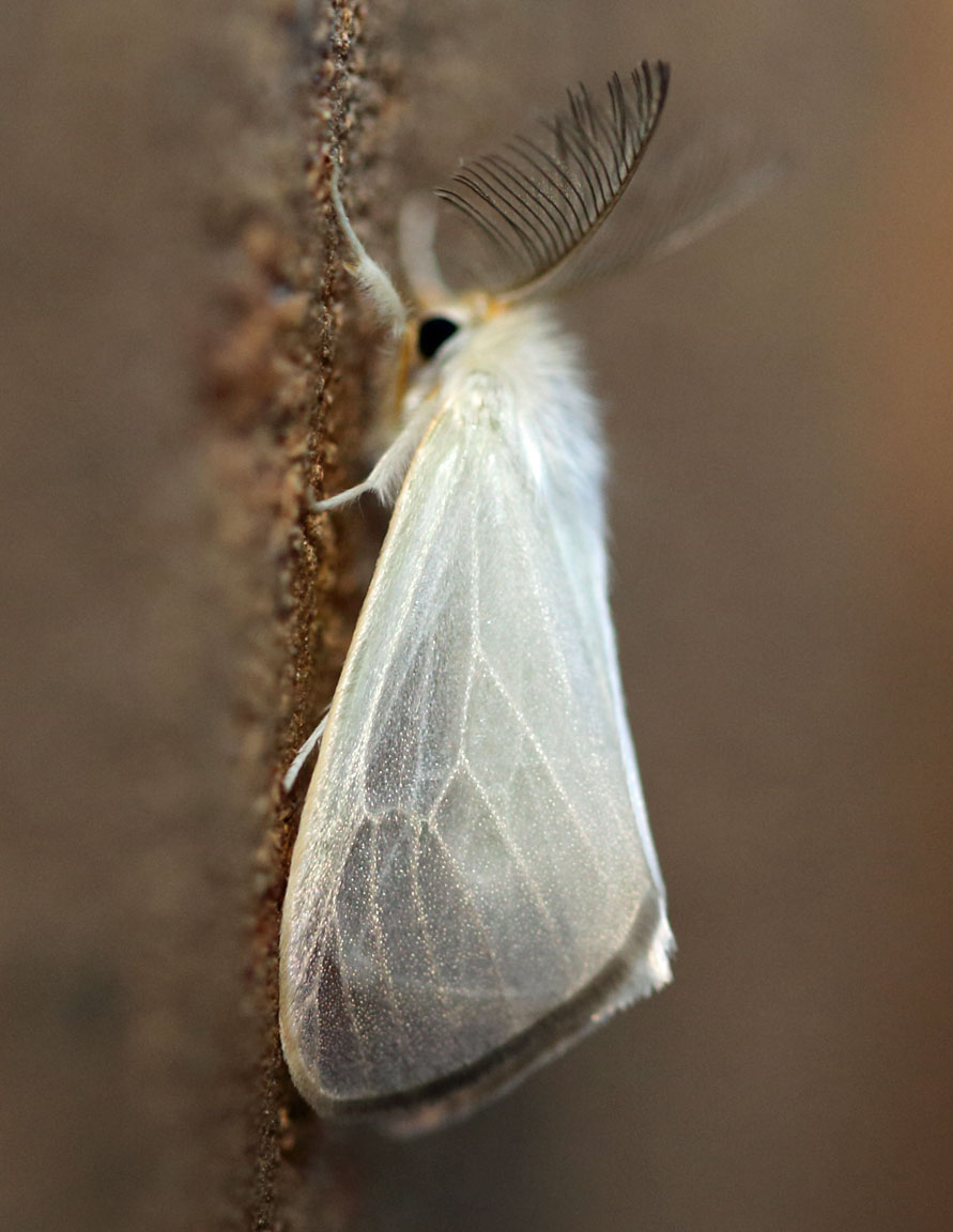 /filer/webapps/moths/media/images/M/melanocraspis_Marblepsis_A_Voaden_01.jpg