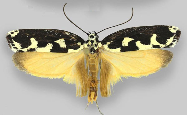 /filer/webapps/moths/media/images/M/melanocrates_Ethmia_AM_ZMHB.jpg