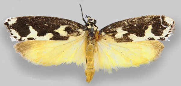 /filer/webapps/moths/media/images/M/melanocrates_Ethmia_HT_MNHN.jpg