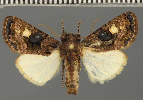 /filer/webapps/moths/media/images/M/melanocycla_Euplexia_AM_Fiebig.jpg