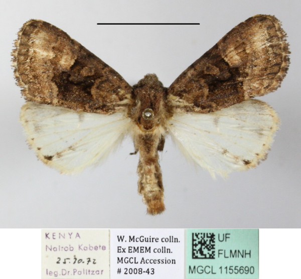 /filer/webapps/moths/media/images/M/melanocycla_Euplexia_A_MGCL_01.JPG