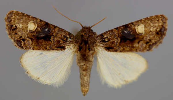 /filer/webapps/moths/media/images/M/melanocycla_Euplexia_A_RMCA_01.jpg
