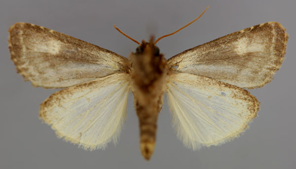 /filer/webapps/moths/media/images/M/melanocycla_Euplexia_A_RMCA_02.jpg
