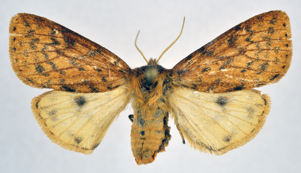 /filer/webapps/moths/media/images/M/melanodisca_Pericaliella_AF_NHMO.jpg