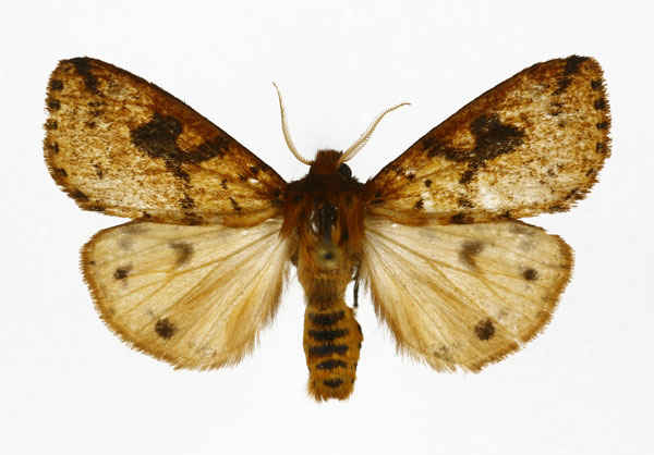 /filer/webapps/moths/media/images/M/melanodisca_Pericaliella_A_DePrins.jpg