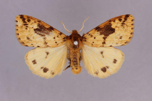 /filer/webapps/moths/media/images/M/melanodisca_Pericaliella_ST_BMNH.jpg