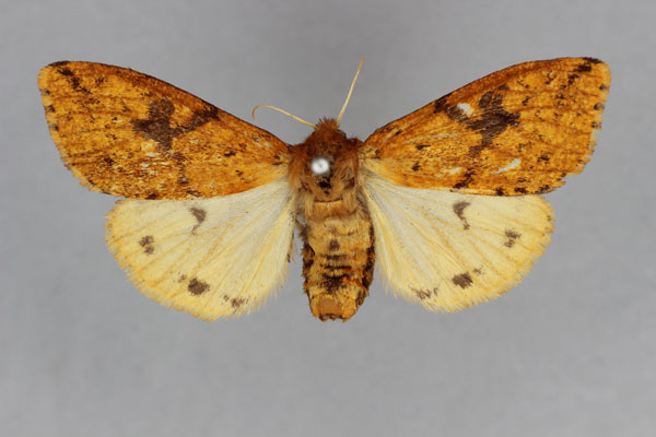 /filer/webapps/moths/media/images/M/melanodisca_Pericaliella_ST_BMNH_02.jpg