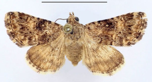 /filer/webapps/moths/media/images/M/melanodonta_Asplenia_AF_BMNH.jpg