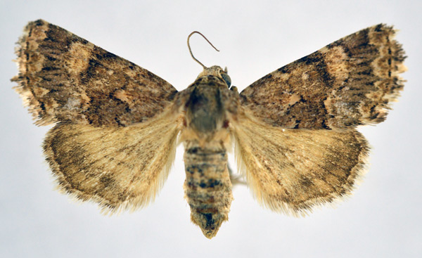 /filer/webapps/moths/media/images/M/melanodonta_Asplenia_AF_NHMO.jpg
